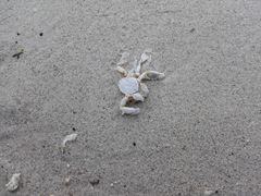 -查汶海滩