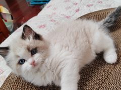 -翊宠yipet猫狗购宠庄园犬舍•猫舍