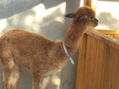 -瑞博尔花园酒店(太周创新产业园店)