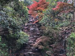 -十八棵（老龙井）御茶园(老龙井店)