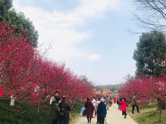 -秀丽东方