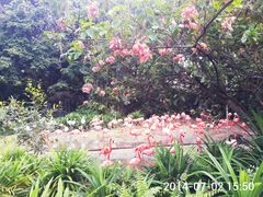 -新加坡飞禽公园