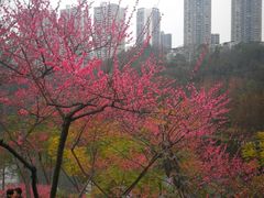 -重庆彩云湖湿地公园