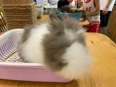 -藦茜花园宠物主题亲子互动体验馆(国顺东路店)