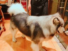 -more than meow吴止猫主题餐厅(承德 中船汇店)