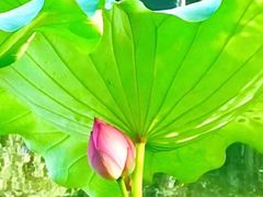 -莲花池公园