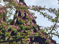 -棠湖公园
