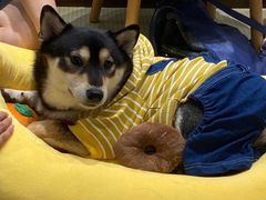 -逗柴咖啡屋·狗咖猫咖宠物桌游