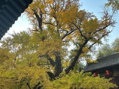 -晋祠公园