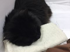 -北京观赏动物医院·24小时大型综合·猫专科·异宠专科