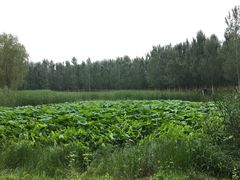 -东郊湿地公园