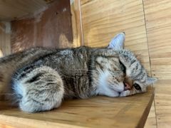 -喵屿·大理花园猫咖