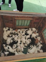 -萌宠亲子动物乐园(槐房万达店)