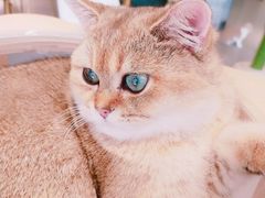-飞行喵MR PILOT|猫舍·猫咖(静安大融城店)
