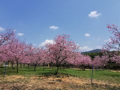 -天适樱花悠乐园