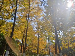 -天鹅湖体育公园