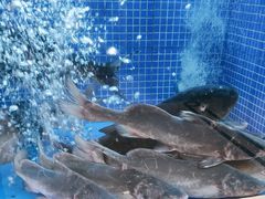 -香山湖渔家大院