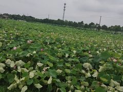 -嘉北郊野公园