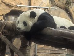 -成都动物园