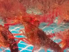 -巽寮印象美食部落餐厅·海鲜·地方特色菜(惠州体验店)