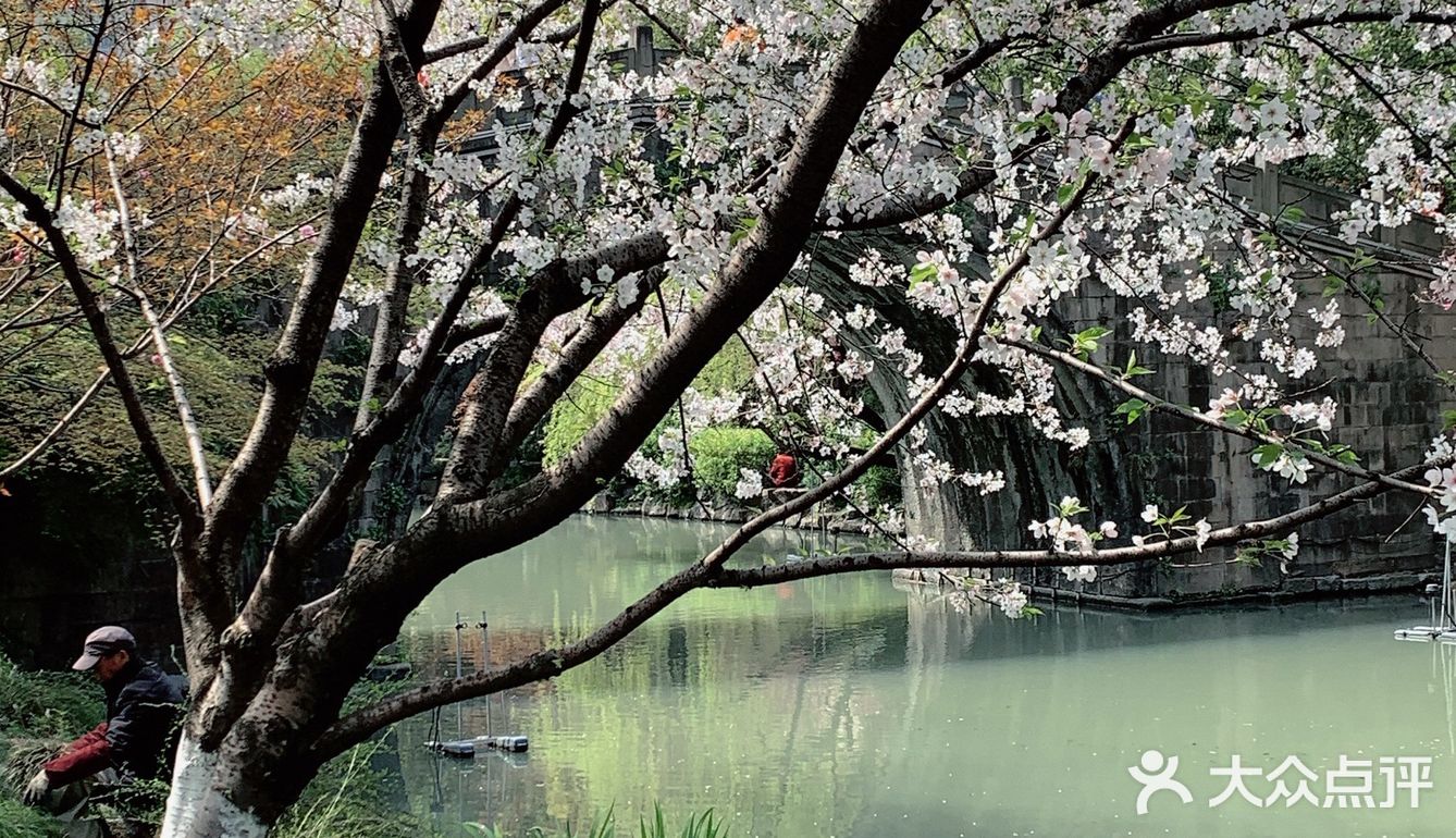 雨前再拍一次樱花｜葵巷