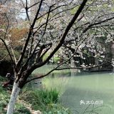 雨前再拍一次樱花｜葵巷