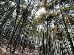 -上海佘山国家森林公园天马山园