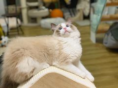 -袖虎·猫馆(体育西路店)