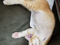-瑞鹏宠物医院·骨科·猫科·内科(第一中心)
