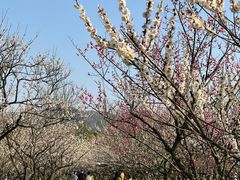 -香雪海