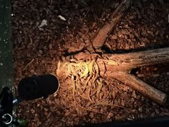 -上海大自然野生昆虫馆