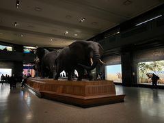 -美国自然历史博物馆