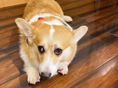 -豆柴町-柴犬主题狗咖(红鼎国际C座店)