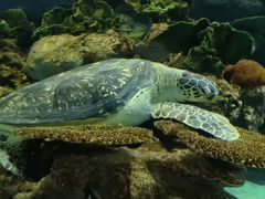-上海海洋水族馆