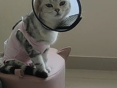 -宠福鑫康馨动物医院·骨科·眼科