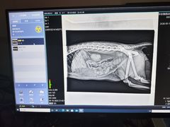 -喜多萌中农锦绣动物医院24H·猫科·牙科MRI·CT