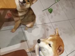 -柴务处·柴犬主题狗咖