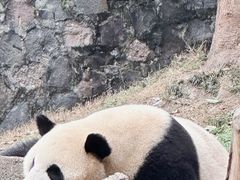 -都江堰中华大熊猫苑