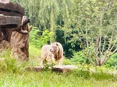 -北京野生动物园