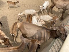 -石家庄市动物园