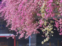 -深圳仙湖植物园