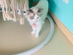 -猫在这儿猫咪咖啡馆·撸猫馆