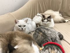 -怪兽屋·羊驼·猫咖·狗咖(俊华广场店)