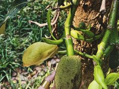 -中国科学院西双版纳热带植物园