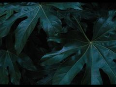 -菊花台公园