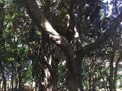 -汉拿树木园