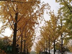 -大兴滨河森林公园