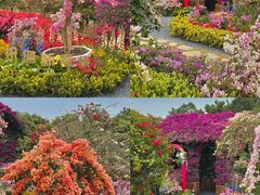 -东莞植物园