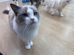 -1013 PET SHOP 宠物商店(近铁城市广场店)