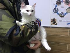 -爱侣宠医·鹦鹉专科·小型哺乳类·异宠专科(灵石路店)